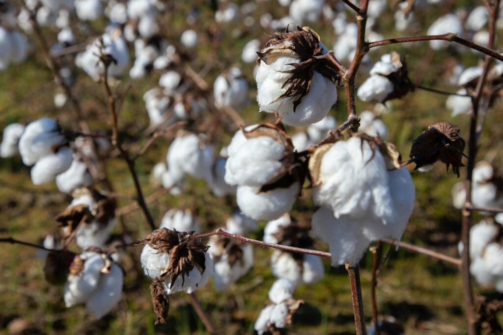 Vue détaillée des plants de coton dans un champ ensoleillé de Caroline du Nord.